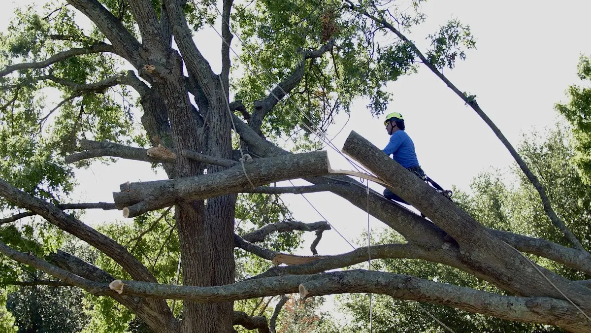 Professional Crown Thinning performed by certified arborists in Marshville