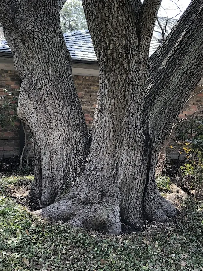 Mature heritage tree close to a Marshville property cared for by certified arborists